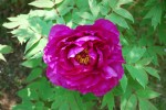 ボタン	牡丹	Paeonia suffruticosa	4～5月